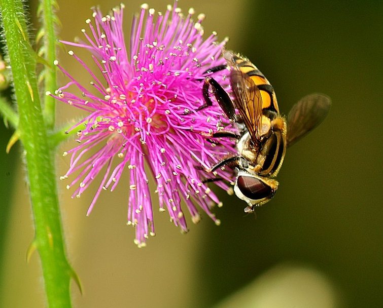 Abeja en una mimosa
