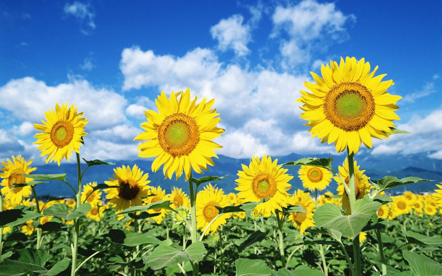 Campo de girasoles