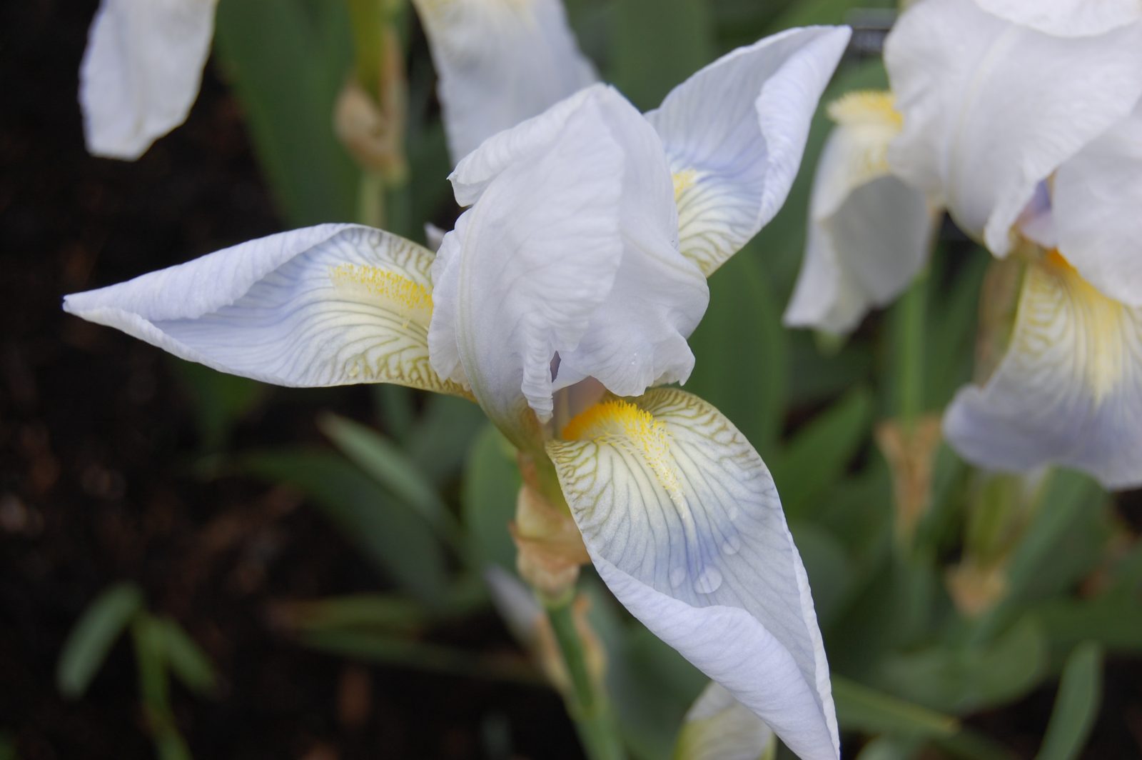 Flor de iris blanca