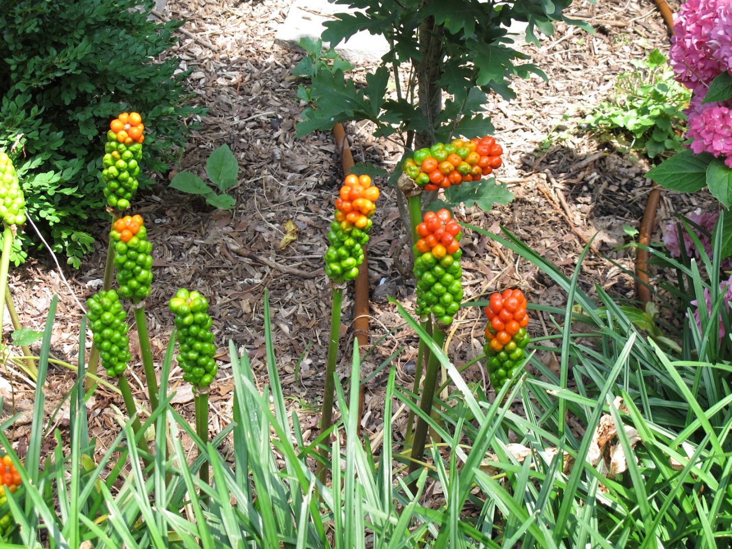 Flor de primavera al aire libre