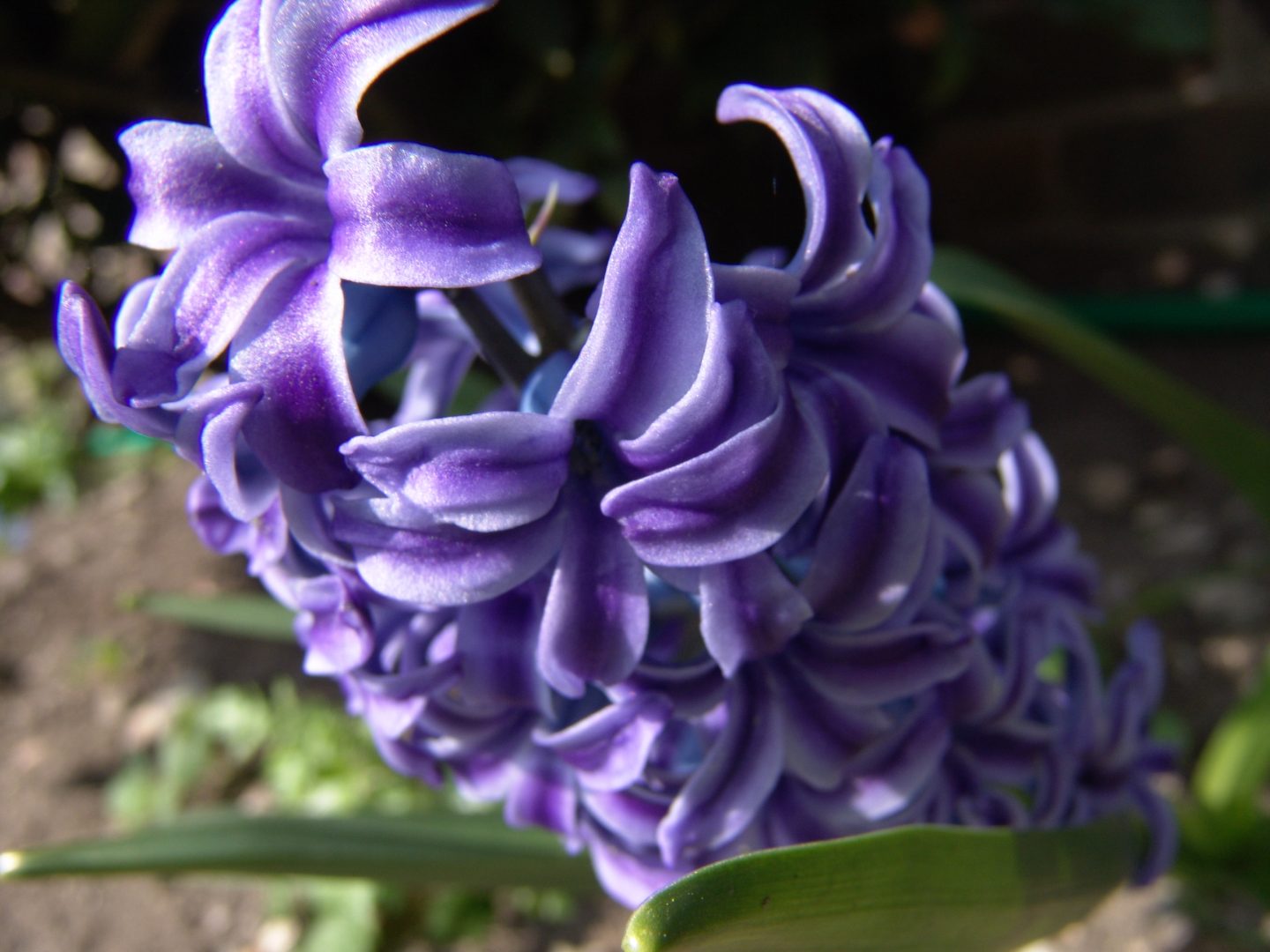 Flores de jacintos