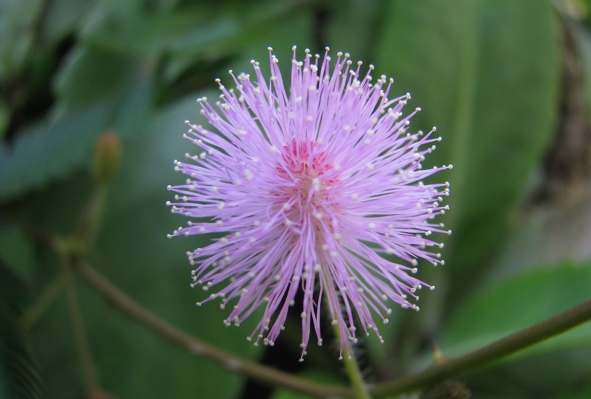 Flores de las mimosas