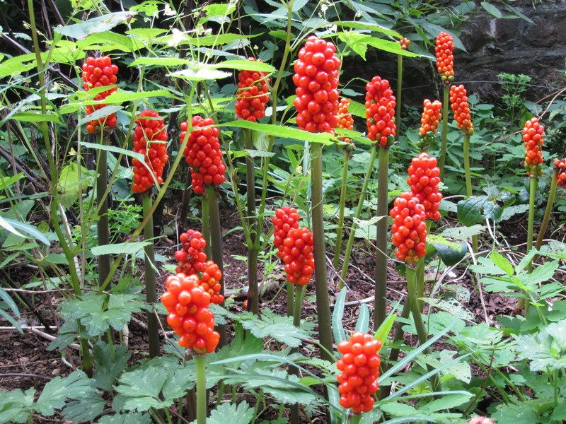 Flores de primavera