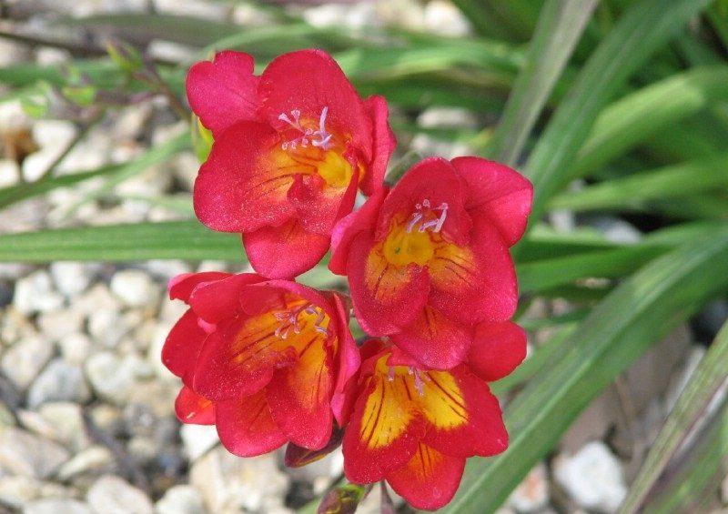 Fresias rojas