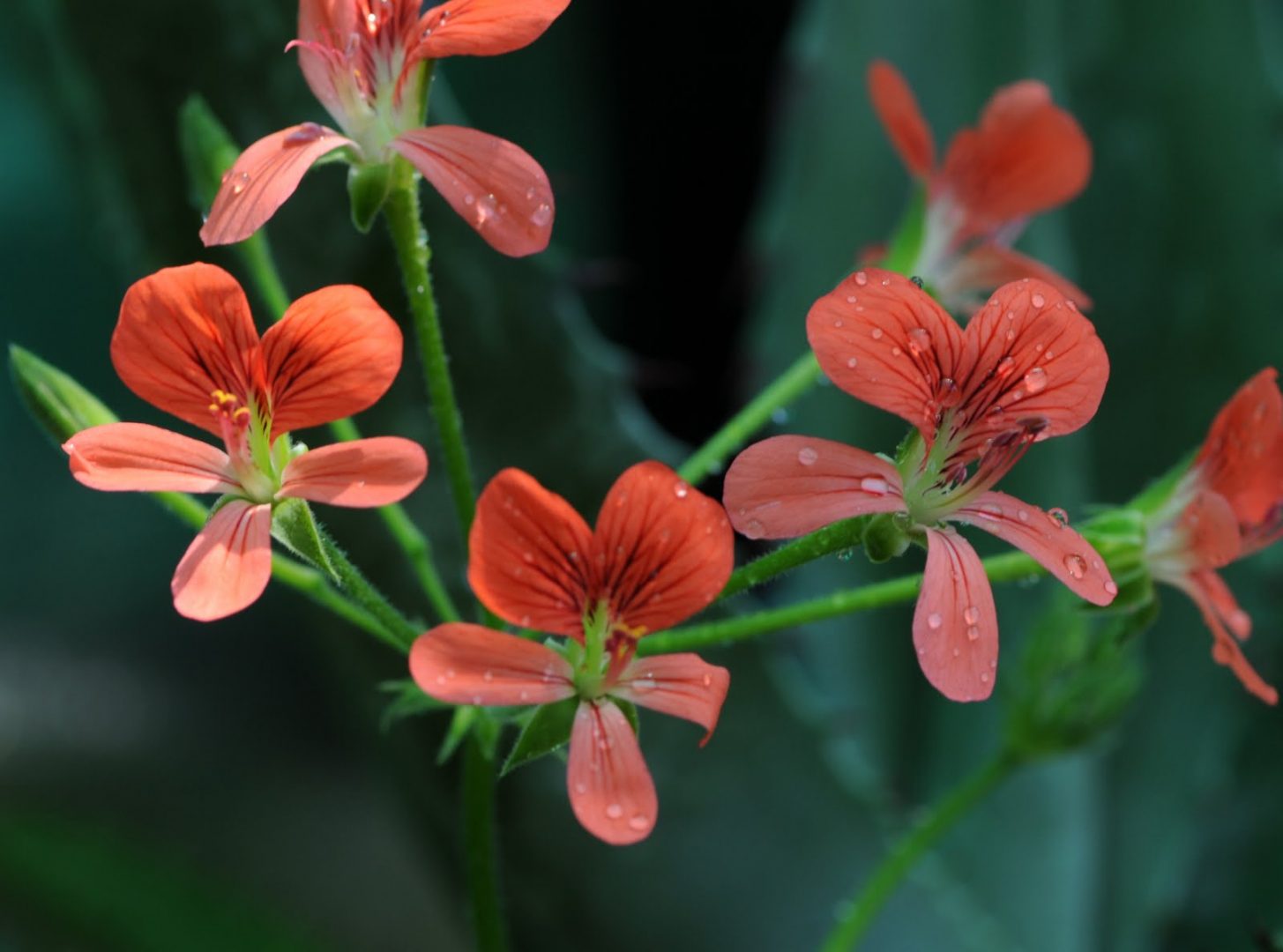 Geranios rojos