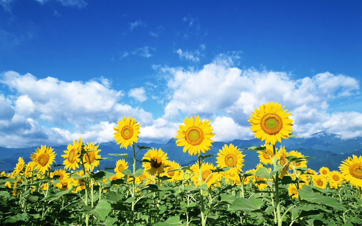Girasoles en la naturaleza