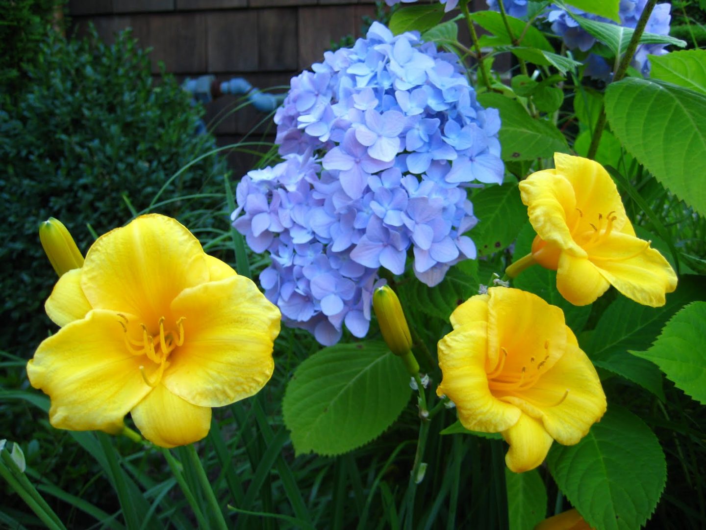 Hortensias de exterior