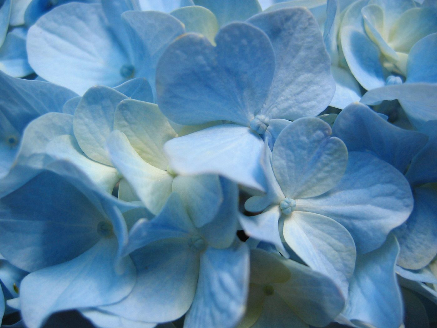 Hortensias HD