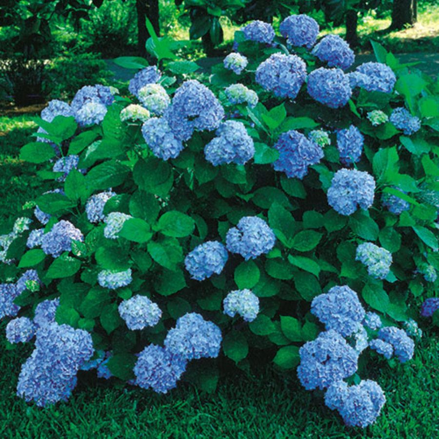 Hortensias