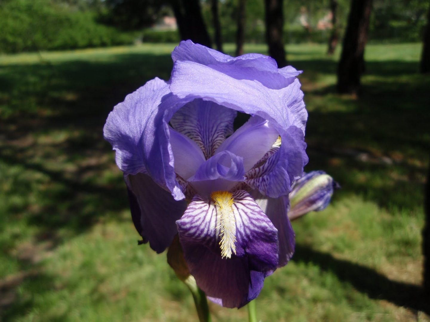 Iris en la naturaleza