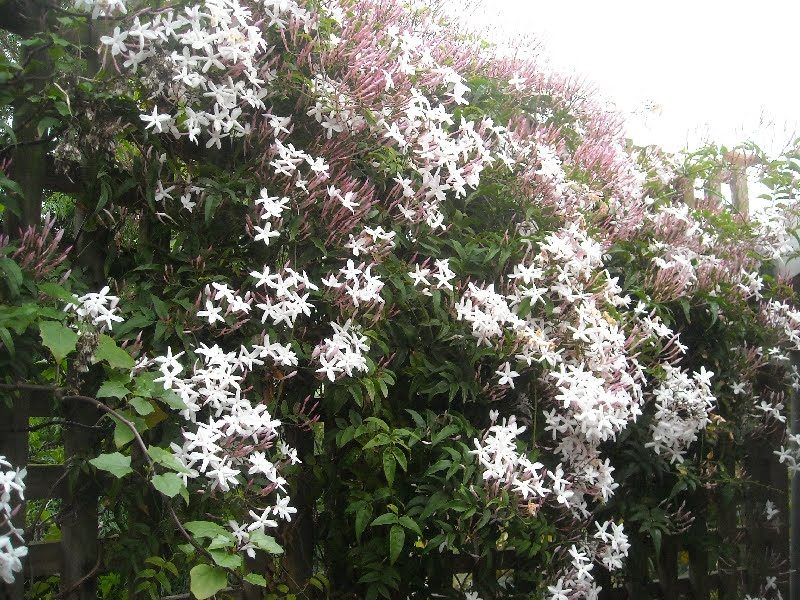 Jazmines en la naturaleza