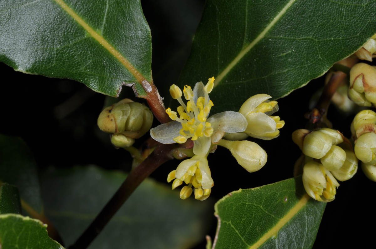 Laurel