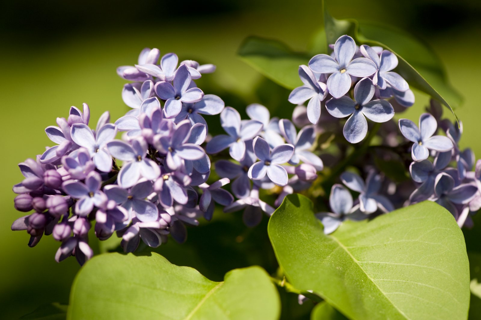 Lilas en flor