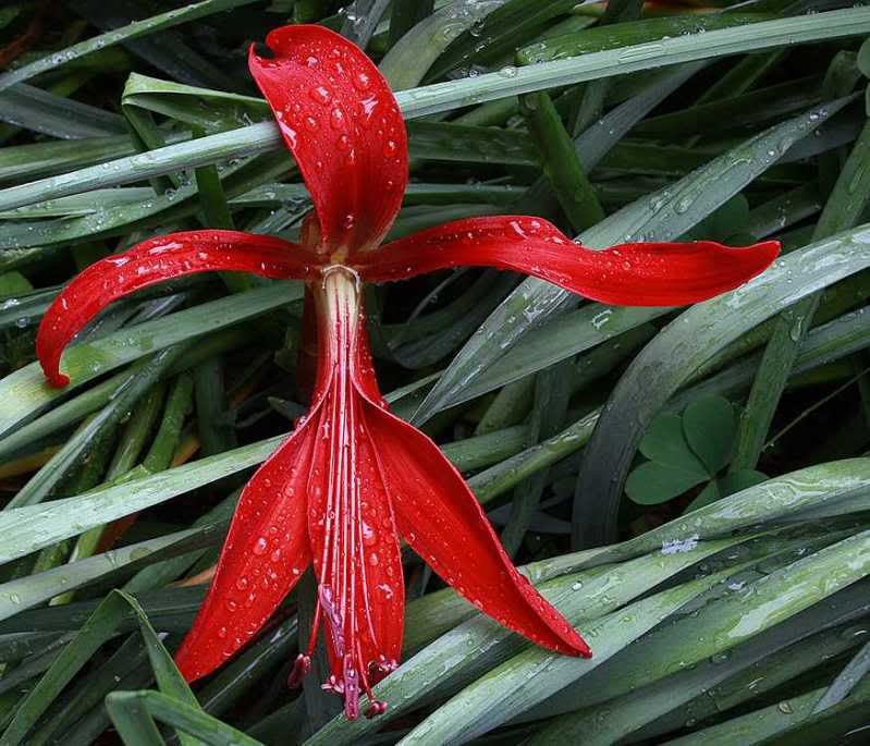 Lis
