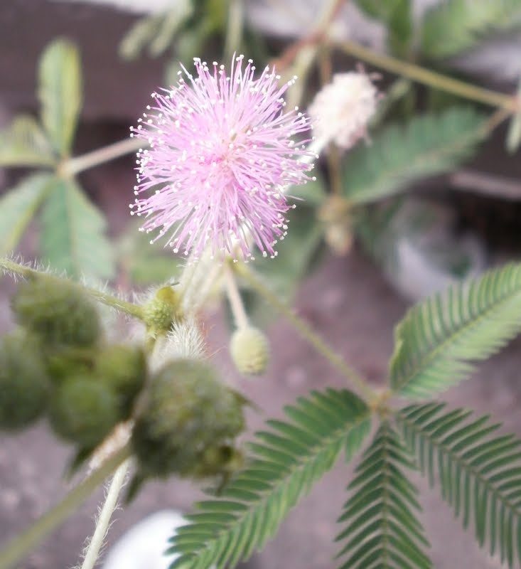 Mimosas en la naturaleza