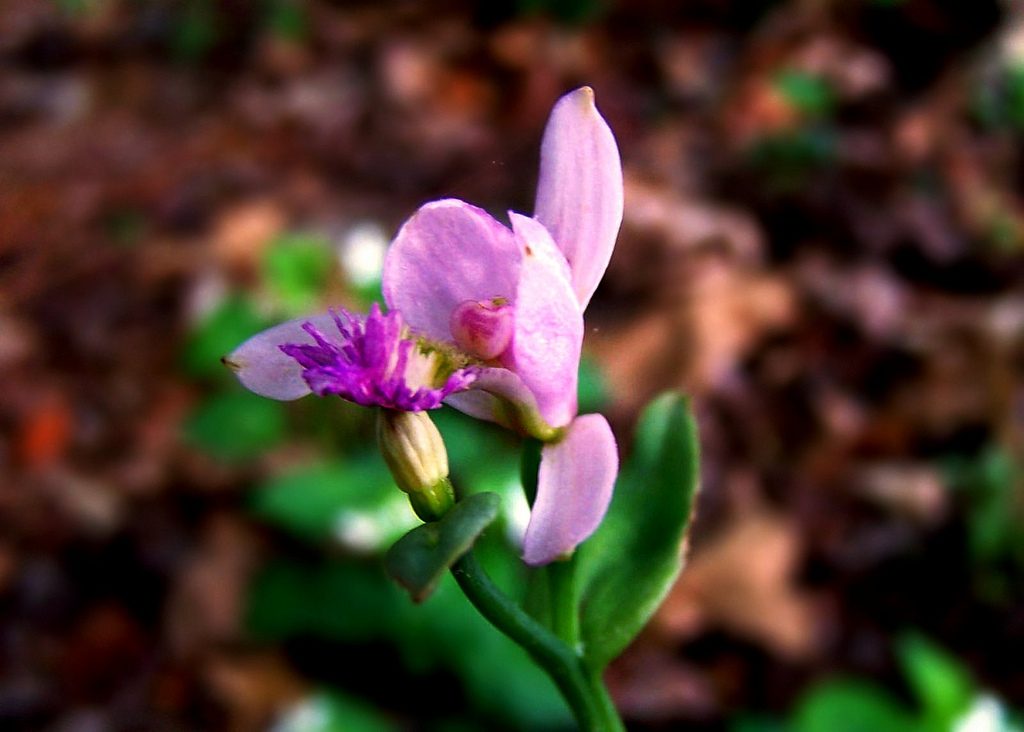 Orquídea rosa
