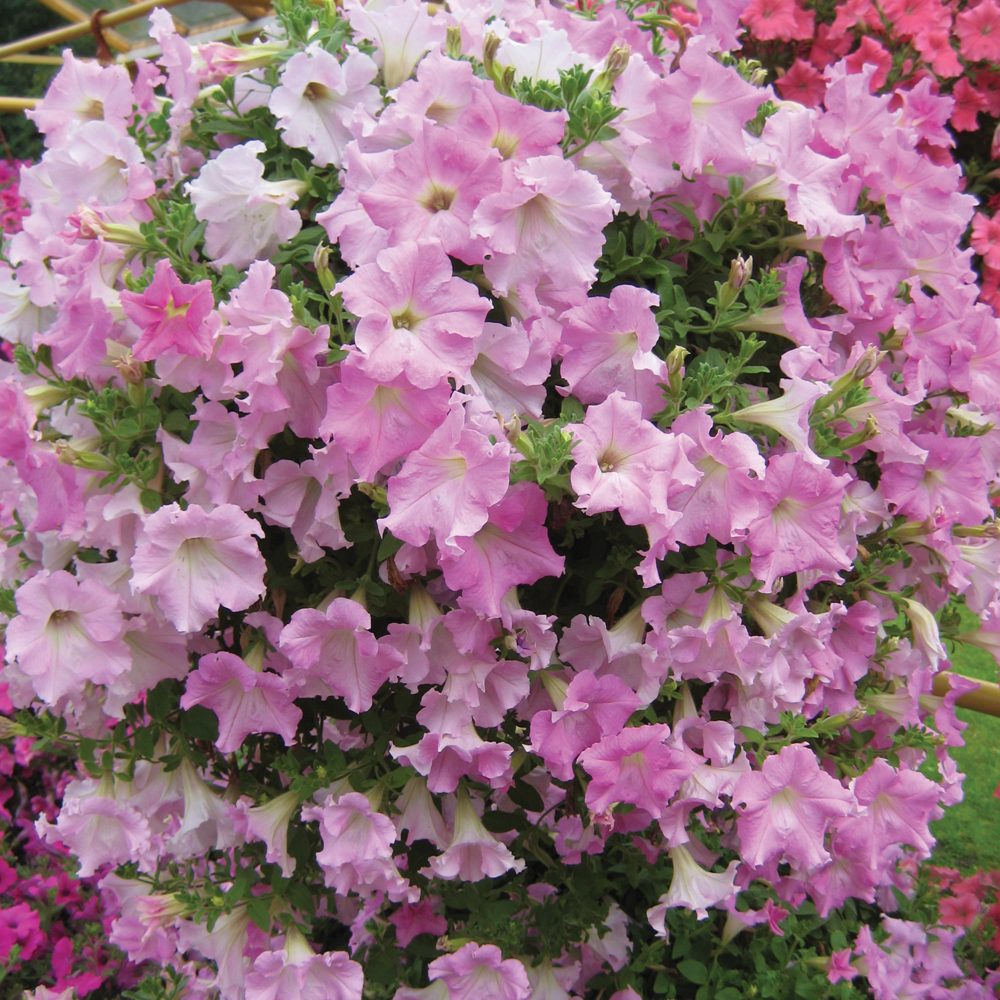 Petunias rosas
