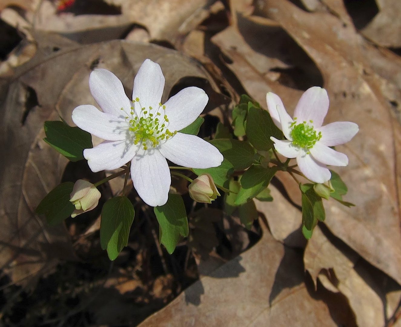 Violetas blancas